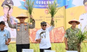 Kapolda Kaltara Gelar Panen Raya Jagung 2025, Perkuat Ketahanan Pangan Daerah