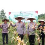 Kapolda Kaltara Gelar Panen Raya Jagung 2025, Perkuat Ketahanan Pangan Daerah