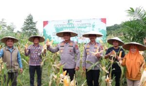 Kapolda Kaltara Gelar Panen Raya Jagung 2025, Perkuat Ketahanan Pangan Daerah