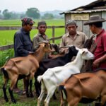 Peternak Kambing Menjerit, Biaya Kirim Ternak Antar Kabupaten Dinilai Mahal dan Berbelit