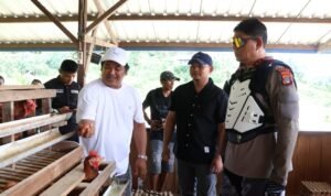 Tinjau Ayam Petelur di Tanjung Agung, Kapolda dan Wakapolda Kaltara Tegaskan Dukungan Ketahanan Pangan